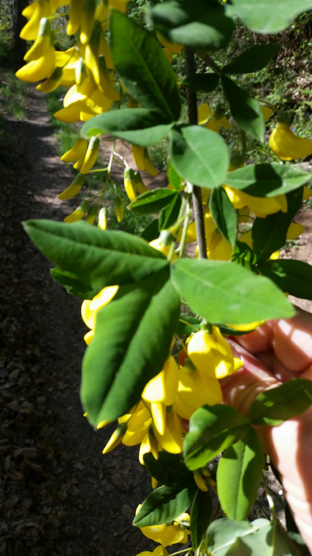 Laburnum anagyroides Medik  (Fabaceae)